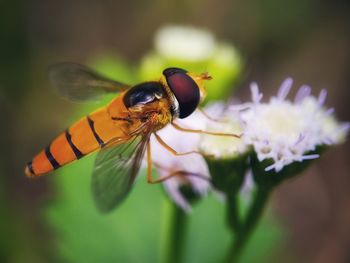 Close-up of insect on flower