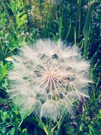 Close-up of dandelion