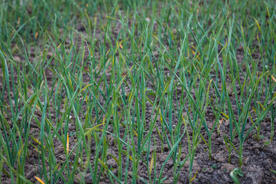 Full frame shot of fresh plants on field