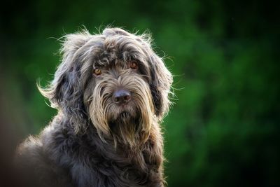 Close-up portrait of a dog