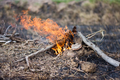 Bonfire on wooden log in field