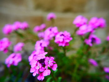 Close-up of pink flowers blooming outdoors