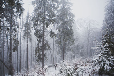 Trees in forest during winter