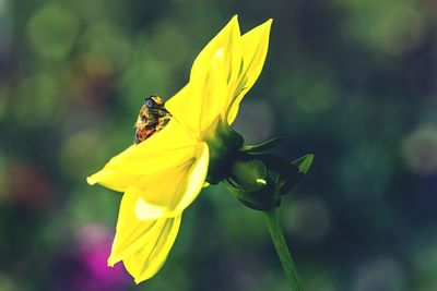 Close-up of insect on yellow flower