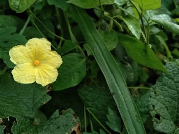 Close-up of yellow flowering plant