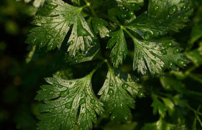 Close-up of wet plant leaves during rainy season