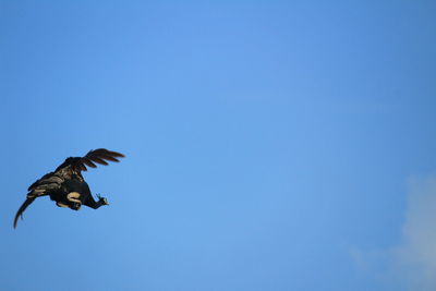 Low angle view of peacock flying in sky