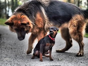 A small dog snarling at a much larger dog