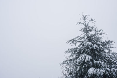 Low angle view of tree against clear sky