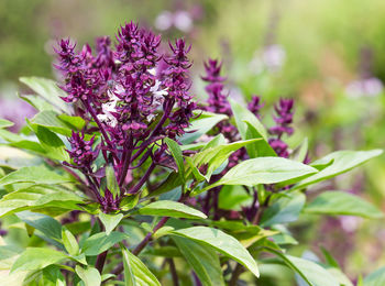 Close-up of purple flowering plant