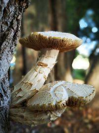 Close-up of mushroom on tree trunk