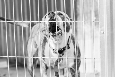 Portrait of metal in cage