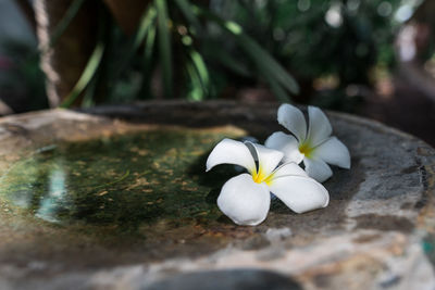 Close-up of white flowering plant