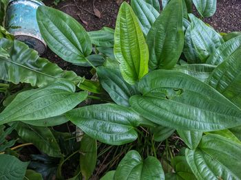 Close-up of leaves