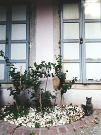 Plants on window