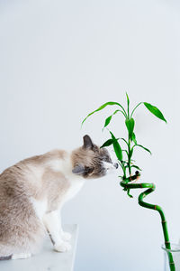 Close-up of cat against white background