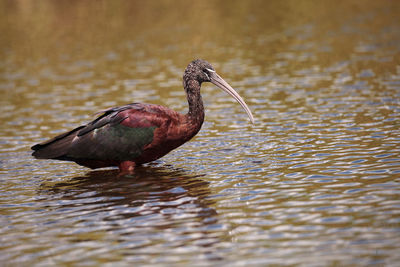 Glossy ibis plegadis falcinellus wades through a marsh and forages for food in the myakka river 