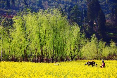 People sitting on grassy field