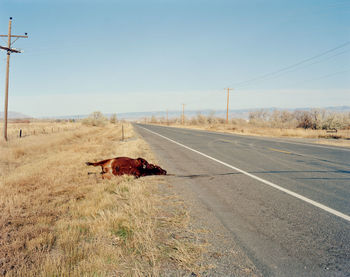 View of animals on road against clear sky