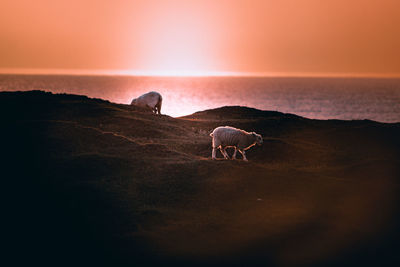 Horse grazing in the sunset