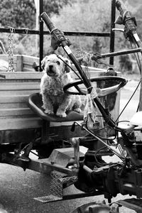 Dog sitting outdoors