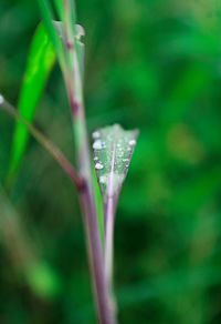 Close-up of raindrops on leaf