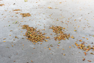 High angle view of dry leaves on sand