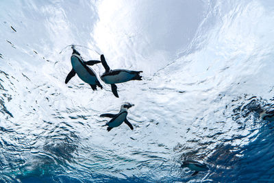 People swimming in sea