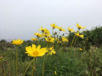 Close-up of fresh yellow cosmos flowers blooming in field against clear sky