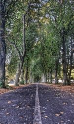 Road passing through forest