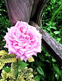 Close-up of pink flowers