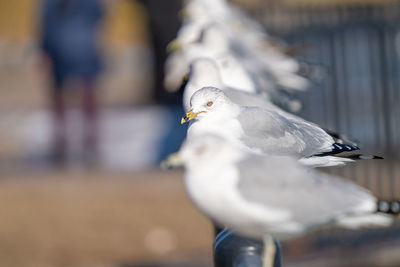 Seagull perched and watching you on a vibrant sunny day of winter