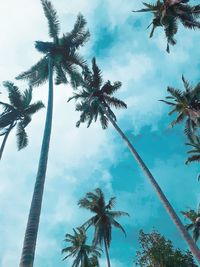 Low angle view of palm trees against sky