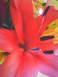 Close-up of day lily blooming outdoors