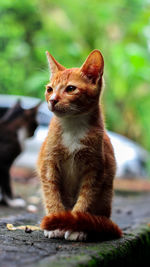 Close-up of cat looking away