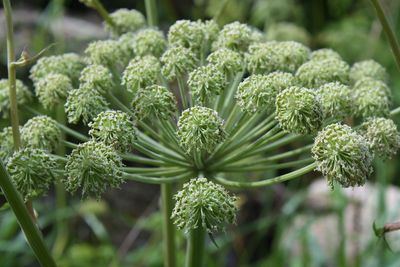 Close-up of fresh green plants