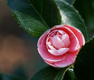 Close-up of rose blooming outdoors