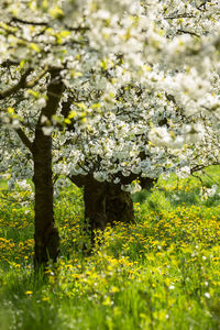 Close-up of fresh yellow flower tree