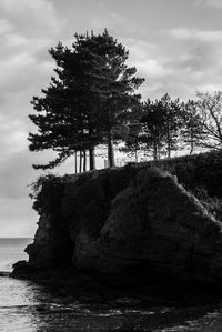 Trees by sea against sky