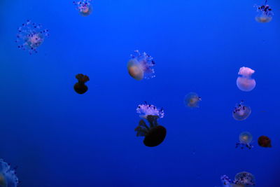 Close-up of jellyfish against blue background