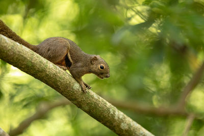 Close-up of squirrel on tree