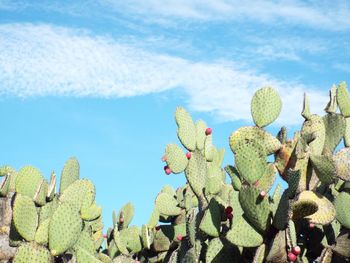 Low angle view of prickly pear cactus against sky