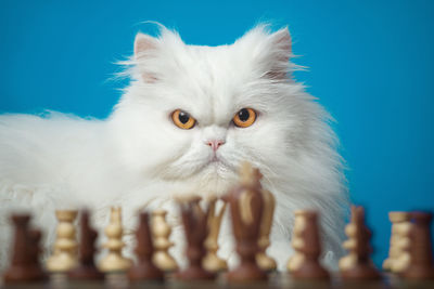 Close-up portrait of cat sitting by chess pieces