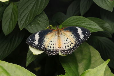 Close-up of butterfly perching on leaf