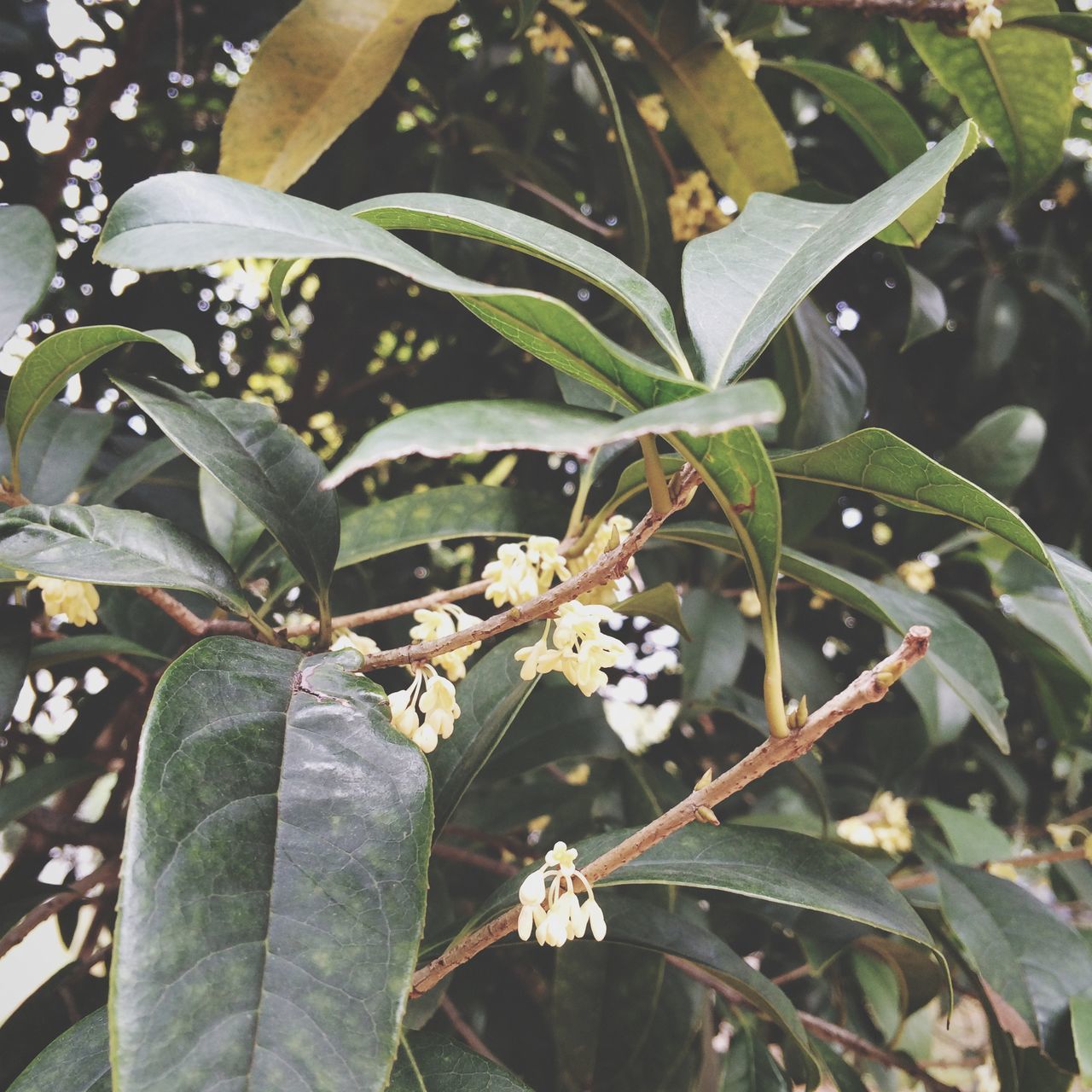 leaf, growth, plant, green color, close-up, nature, freshness, leaves, leaf vein, focus on foreground, beauty in nature, sunlight, day, outdoors, branch, no people, growing, fragility, botany, tranquility