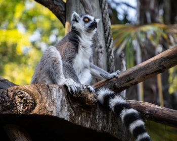 Low angle view of a lemur sitting on tree