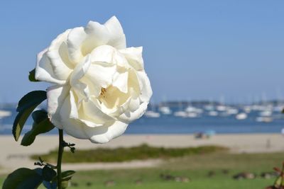 Close-up of white flowers blooming outdoors