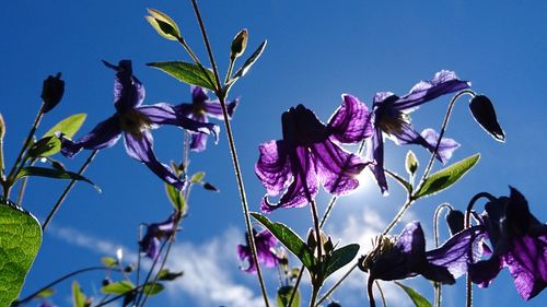 Close-up of purple flowers