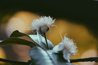 Close-up of white flowering plant