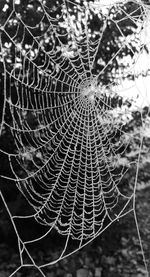 Close-up of spider web